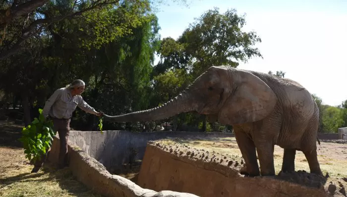A UN MEJOR LUGAR. Las elefantas del ecoparque de Mendoza vivirán en un santuario para su especie, en Brasil.