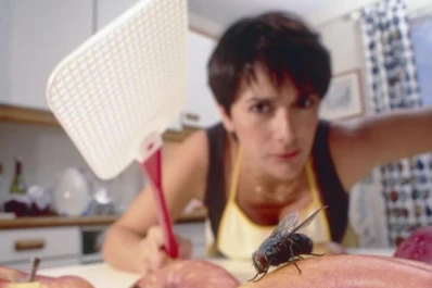 Biología del desarrollo: ¿vemos igual que las moscas?