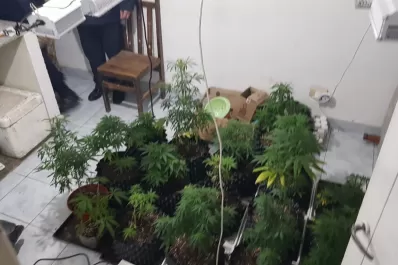 Fueron por un caso de violencia de género y descubrieron un invernadero con plantas de marihuana