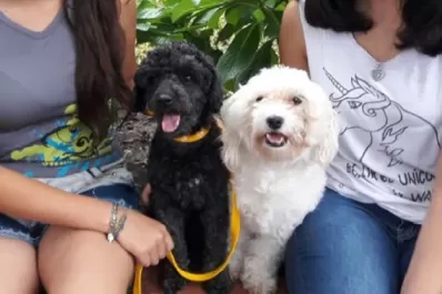 Recomendaciones para cuidar las mascotas frente al coronavirus en Tucumán