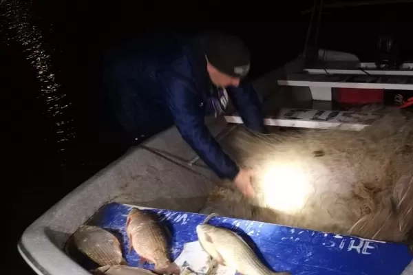 Operativos en agosto: secuestran más de 650 kilos de carne de vaca, cerdo y pescado