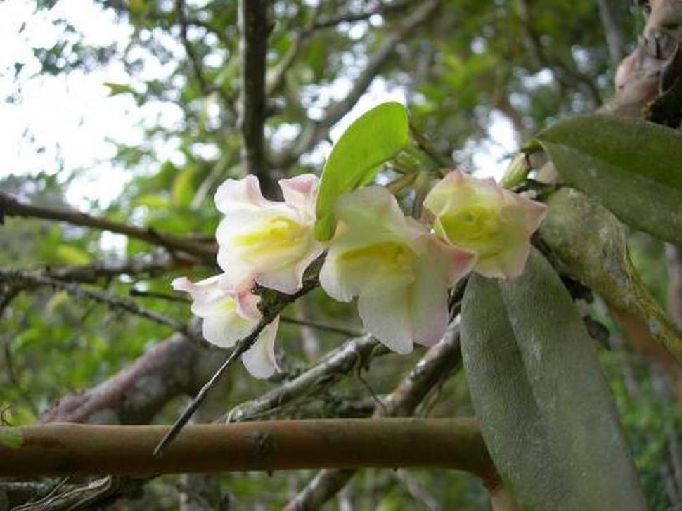 En el jardín: orquídeas para principiantes