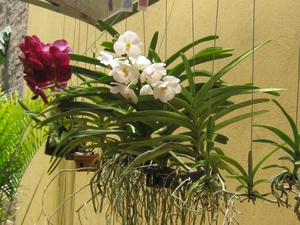 En el jardín: orquídeas para principiantes