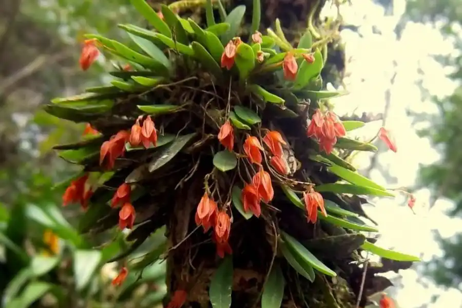En el jardín: orquídeas para principiantes