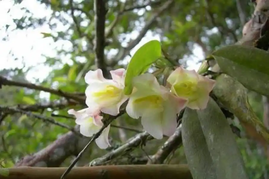 En el jardín: orquídeas para principiantes