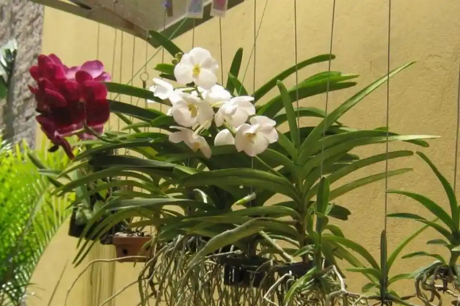 En el jardín: orquídeas para principiantes