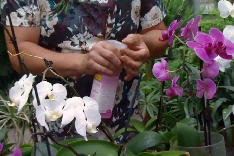 En el jardín: orquídeas para principiantes