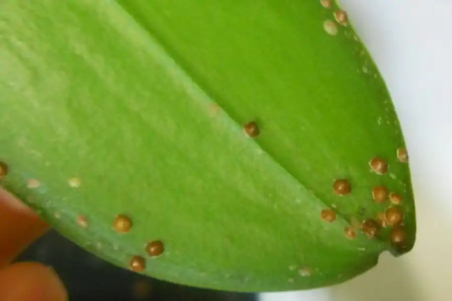 En el jardín: orquídeas para principiantes