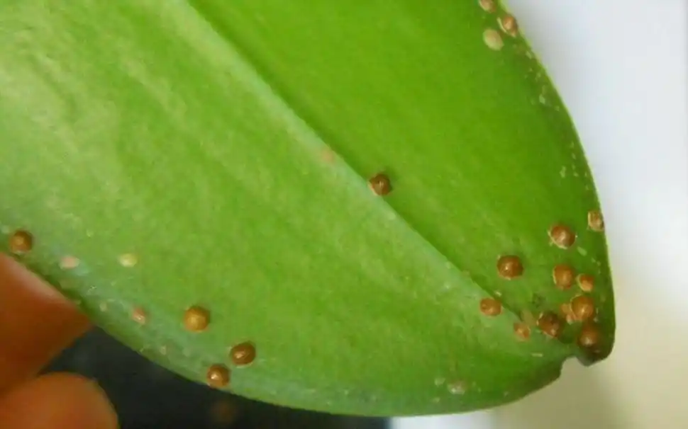 En el jardín: orquídeas para principiantes