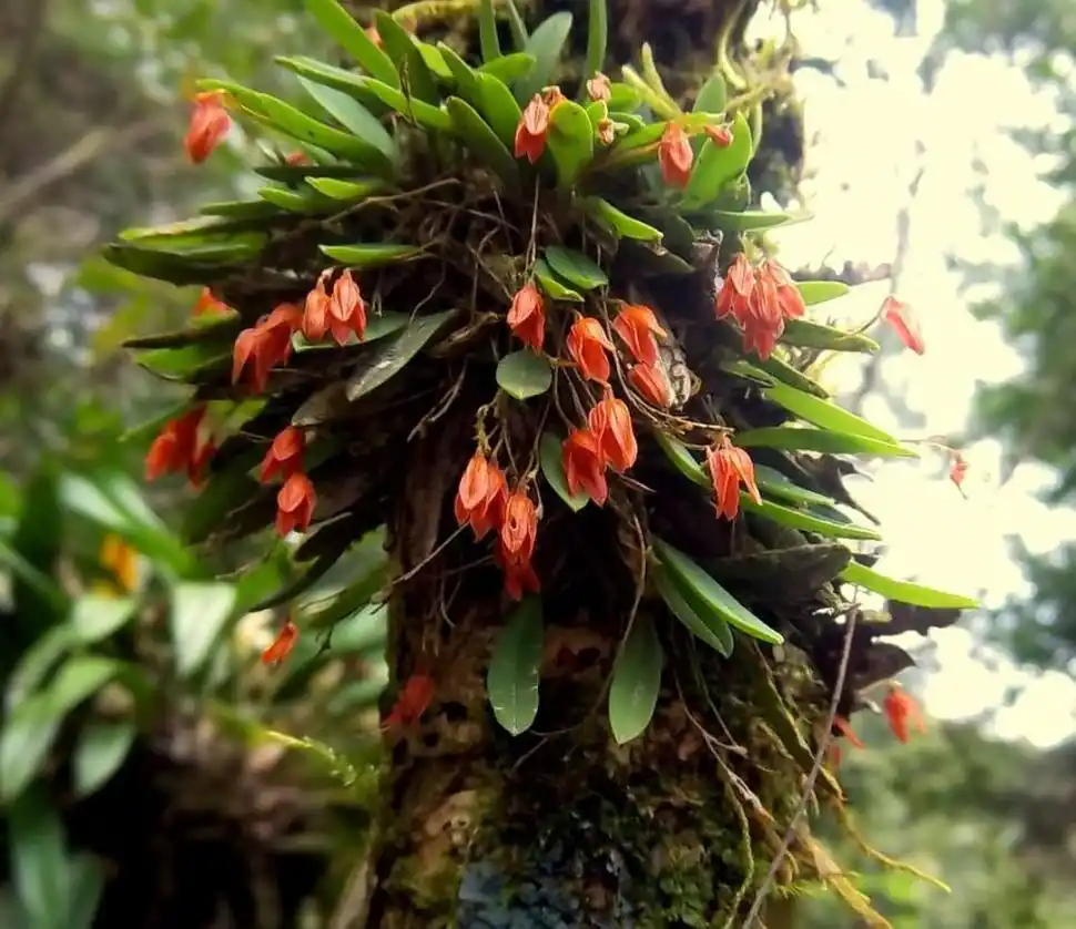 En el jardín: orquídeas para principiantes