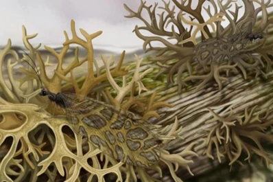 Hallazgos en fósiles: los insectos se mimetizan hace millones de años