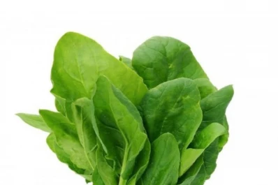 Espinacas: son saludables, ricas y están de temporada