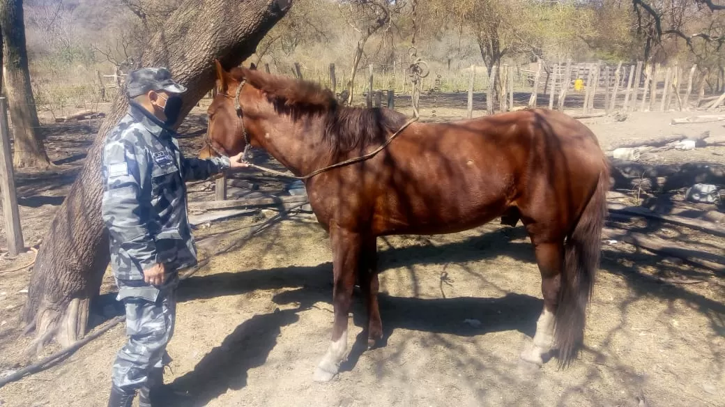 RECUPERADO. El caballo peruano fue hallado por la Policía y devuelto a su dueño. Foto: Ministerio de Seguridad