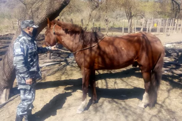 Investigan el robo de un caballo peruano valuado en $80.000