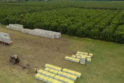 Europa reabre su mercado al limón tucumano