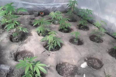Descubrieron dos viveros clandestinos en La Madrid: tenían más de 20 plantas de marihuana