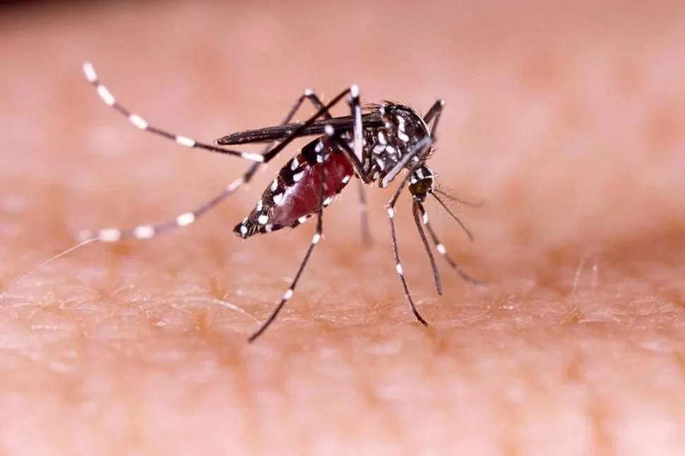AEDES AEGYPTI. El mosquito del dengue. ARCHIVO