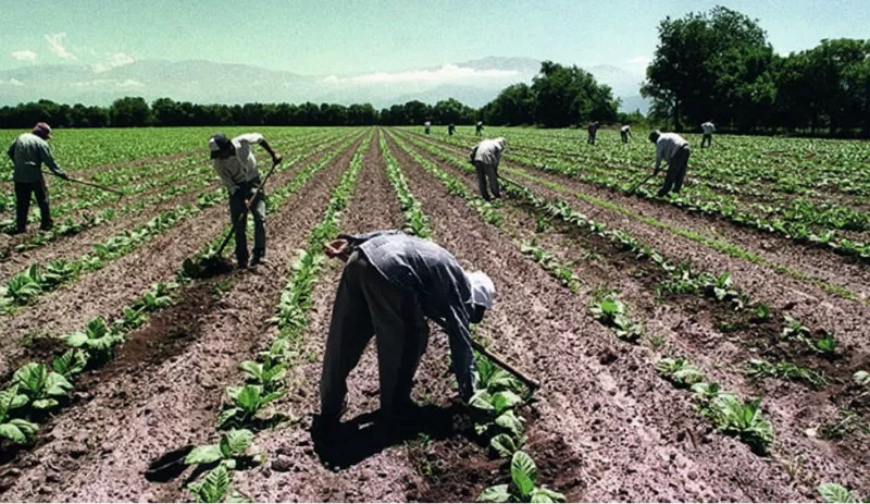 Ofrecen beneficio a empleadores que contraten trabajadores rurales desempleados
