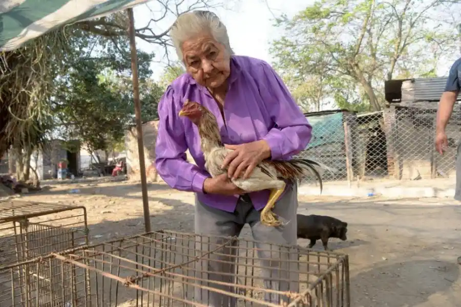“LA TÍA”. María Silvia Gramajo saca uno de sus ejemplares de la jaula.