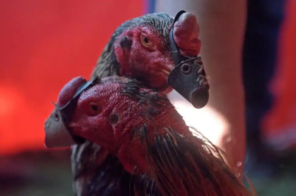 CUIDADO. A los gallos se les pone en el pico protectores de cuero.