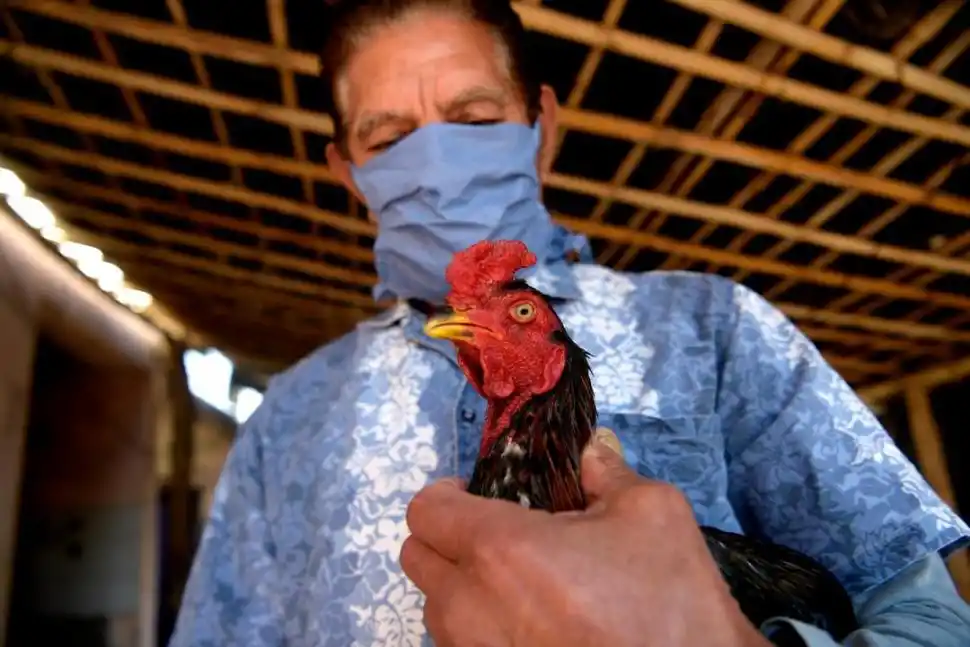 OTRO CRIADOR. José Luis Sierra muestra con orgullo su gallo fino.