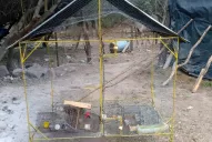 Recuperan más de 250 aves autóctonas que estaban en cautiverio en Burruyacú