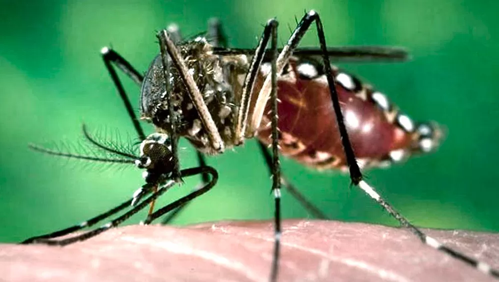 VECTOR. La mayoría de las campañas contra el dengue que se lanzaron en 10 provincias argentinas ponen el acento en la erradicación del Aedes Aegypti, el mosquito que trasmite la enfermedad.