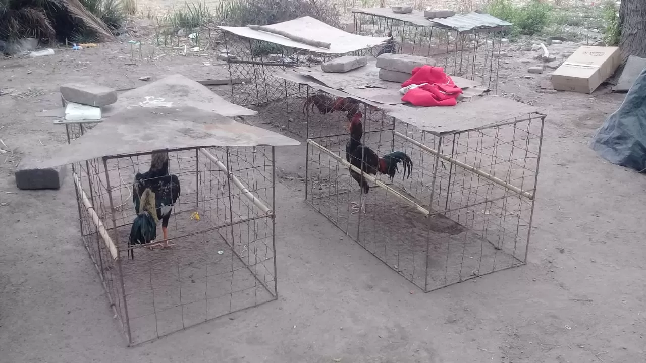 Aprehendidos, vehículos secuestrados y aves rescatadas por una riña de gallos en Cruz Alta