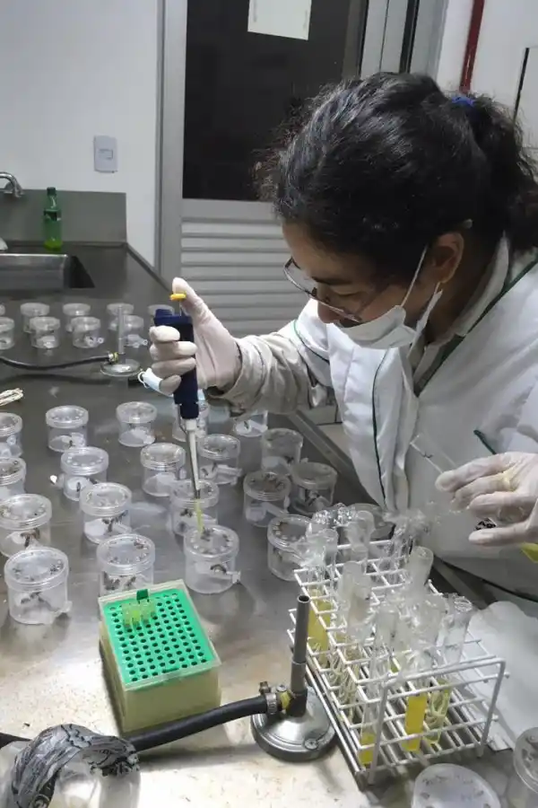 PARA SALVAR LAS ABEJAS. Valeria busca moléculas con las que hacer frente al parásito que está diezmando las colmenas. 