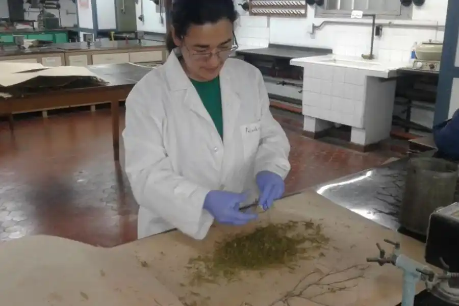 ORGÁNICO. En una planta silvestre amaicheña puede estar la base de la solución de un problema mundial.