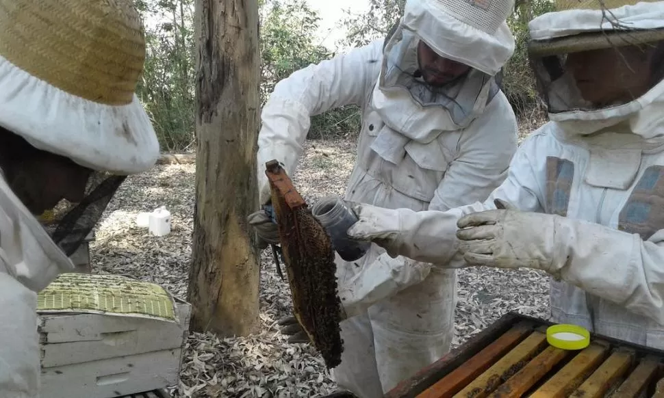 Una tucumana busca la cura de la pandemia de las abejas
