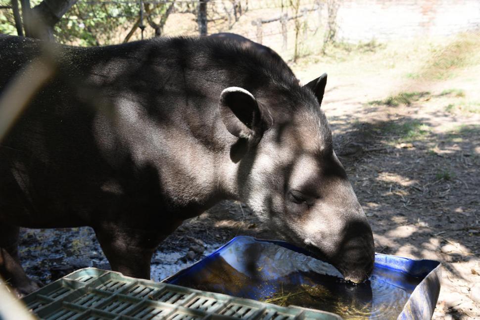 TAPIR. El mamífero toma agua después de alimentarse, mientras espera para ser puesto en libertad.