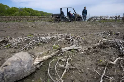 Crecen las probabilidades de que nuevos virus animales afecten a las personas, según la OMS