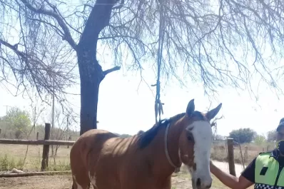 Recuperaron nueve caballos robados a productores rurales tucumanos