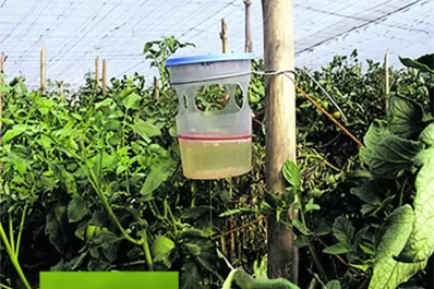 Trampas de feromonas: buena opción ante la polilla del tomate