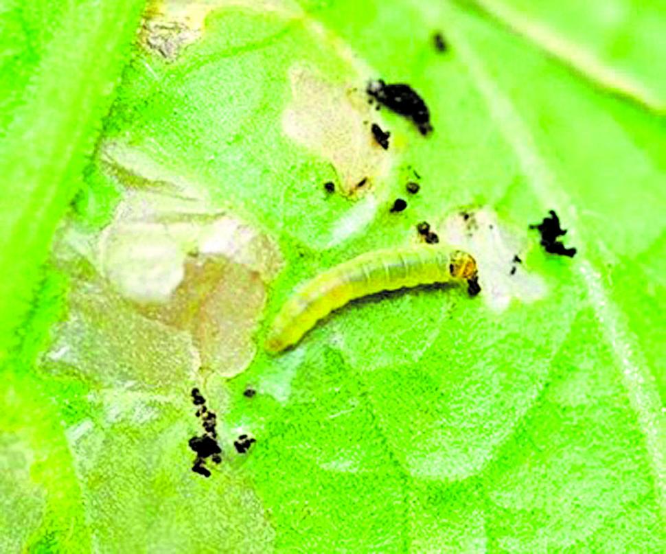 PLAGA. La larva de la polilla daña el tomate, al consumir los tejidos vegetales.