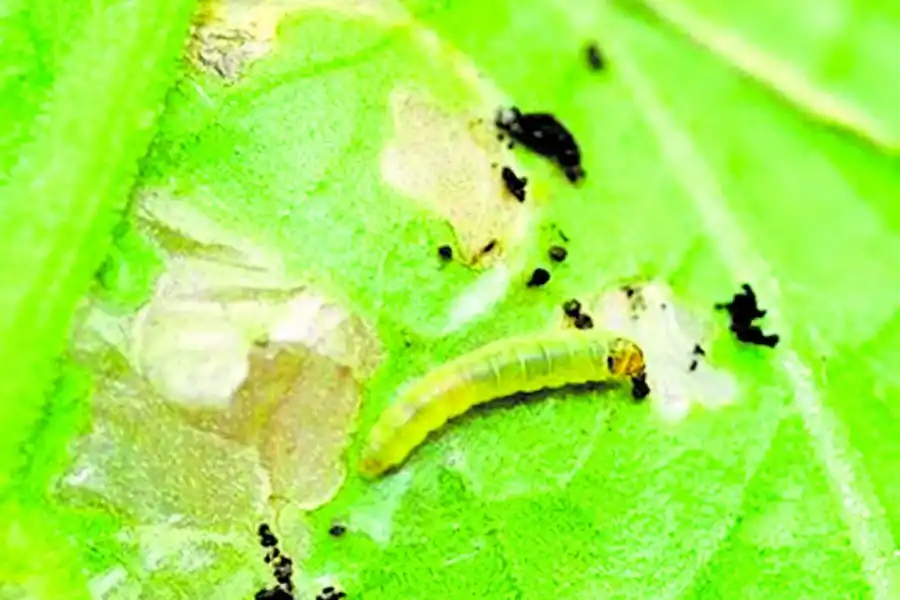 PLAGA. La larva de la polilla daña el tomate, al consumir los tejidos vegetales.
