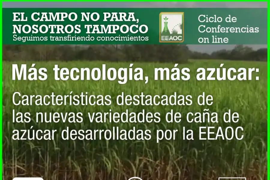 Difundirán características de nuevas variedades de caña desarrolladas por la Eeaoc