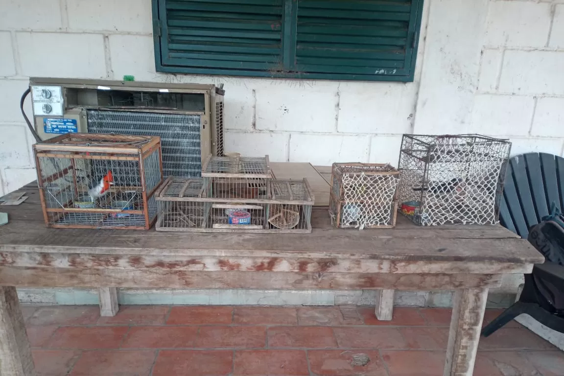 ATRAPADAS. Las aves autóctonas, en las jaulas, antes de ser liberadas. Foto Ministerio de Seguridad