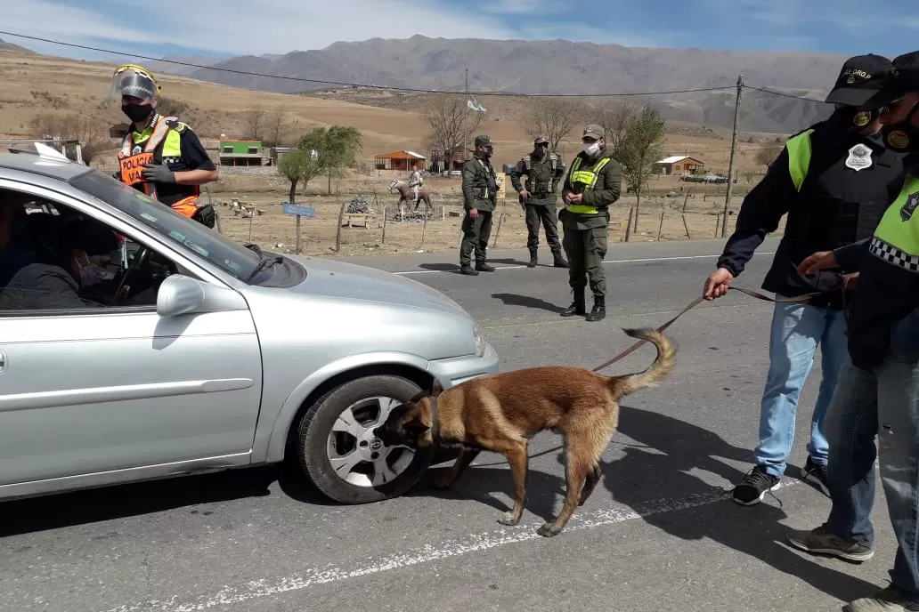EN LOS VALLES. Policías y gendarmes realizan controles con perros antinarcóticos.