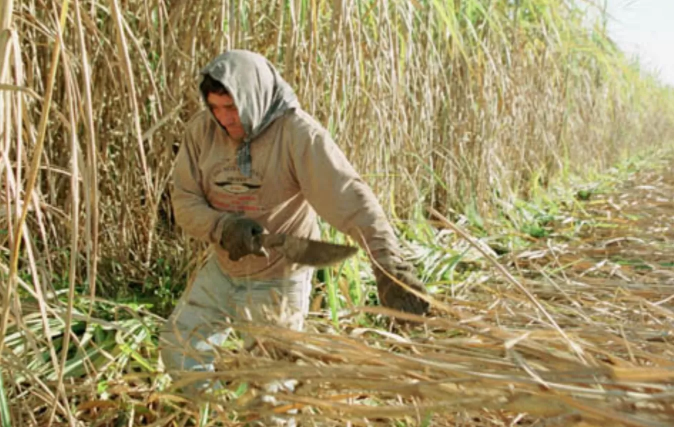 Obrero, en la cosecha de caña de azúcar. (ARCHIVO)