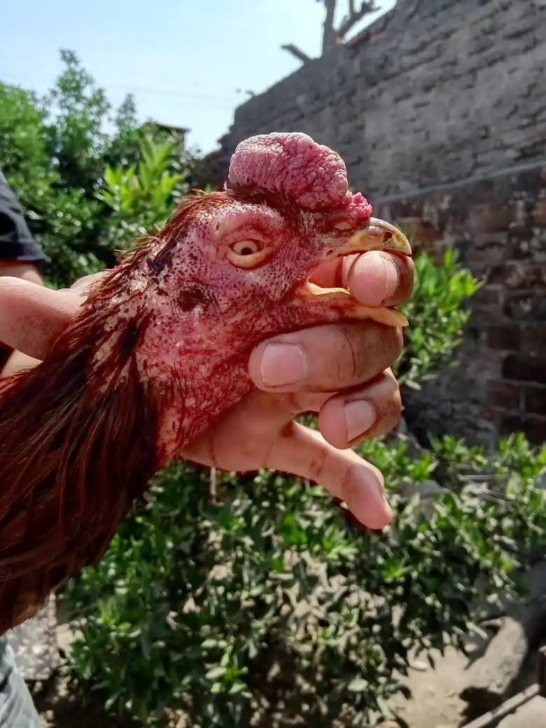 GALLOS DE RIÑA. Uno de los animales secuestrados en el operativo. Foto: Ministerio de Seguridad