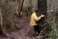 El incendio generó importantes pérdidas para la flora y fauna de la montaña
