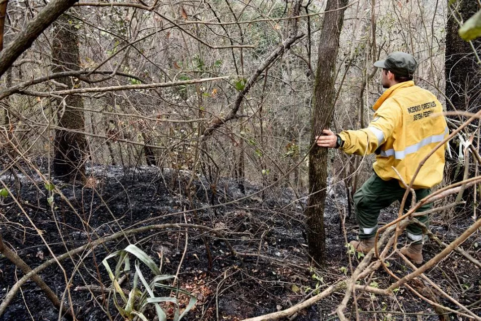CENIZAS. Un guardaparque recorre una de las zonas del cerro alcanzadas por el fuego, que dejó importantes secuelas en el ecosistema. 