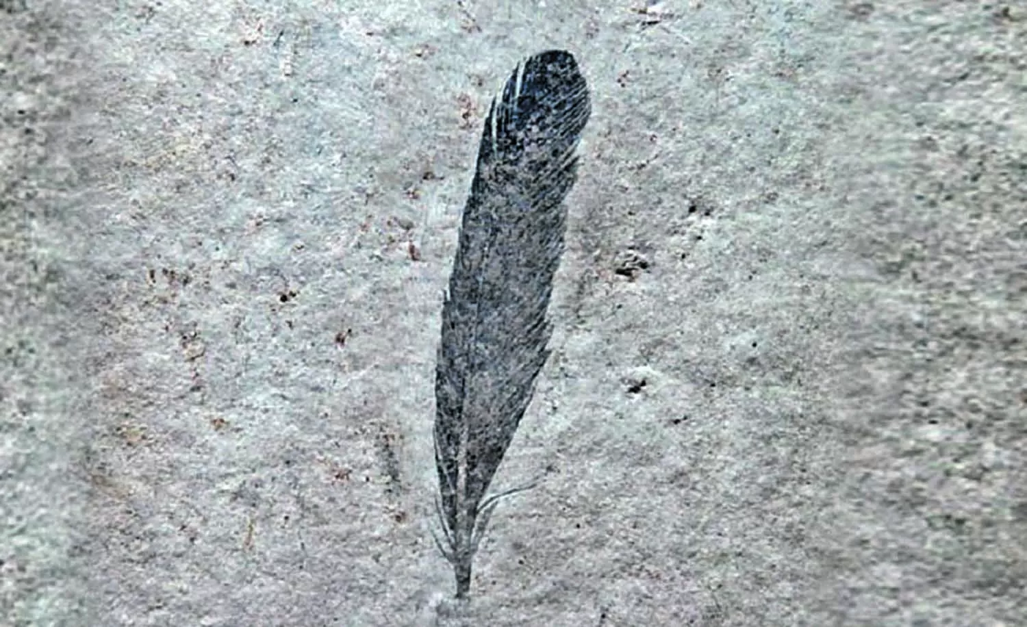 La primera pluma fósil: confirman que perteneció a un dinosaurio
