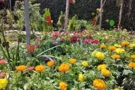 Cuidar las plantas en plena sequía: formas caseras para mantener el suelo húmedo