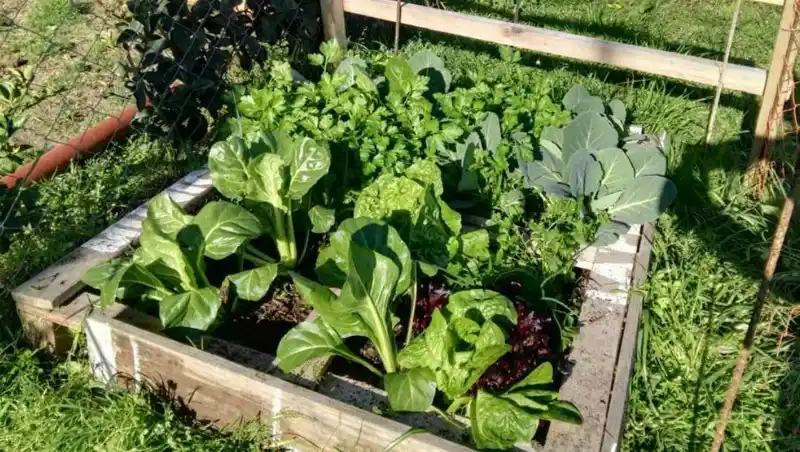Cuidar las plantas en plena sequía: formas caseras para mantener el suelo húmedo