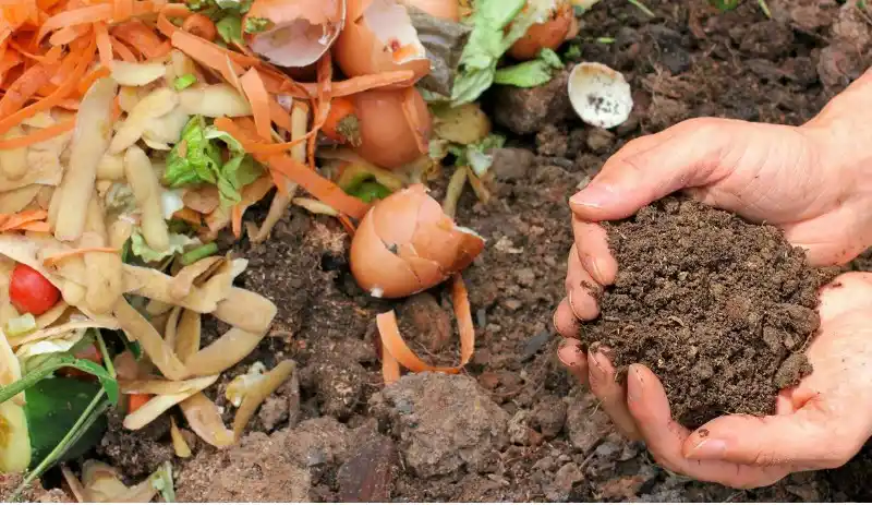 Cuidar las plantas en plena sequía: formas caseras para mantener el suelo húmedo
