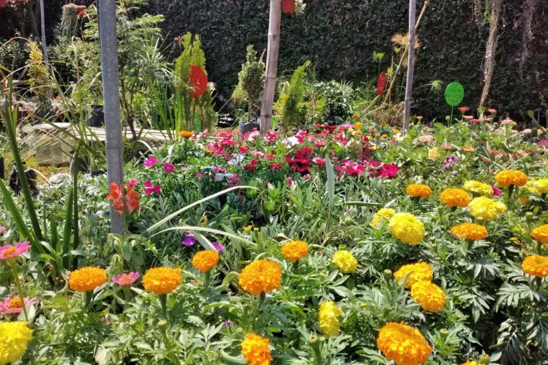 Cuidar las plantas en plena sequía: formas caseras para mantener el suelo húmedo