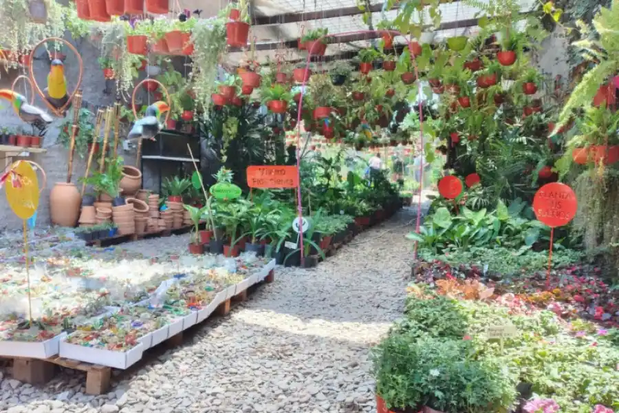 Cuidar las plantas en plena sequía: formas caseras para mantener el suelo húmedo